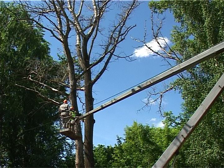 В Кирове вырубают аварийные деревья