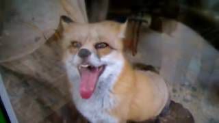 В Кировской области зафиксированы два новых случая бешенства.