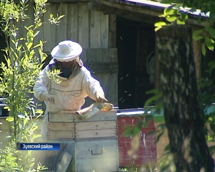 Кировские пчеловоды этим летом рискуют остаться без урожая