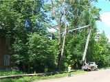 В Кирове вырубают аварийные деревья
