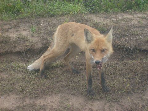 В Кирове выявили новый случай бешенства.