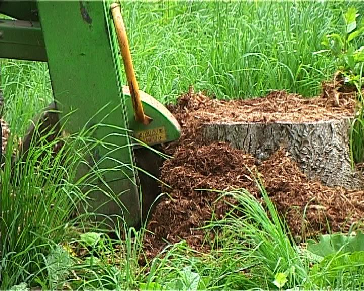 Аварийные деревья