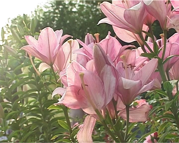 Открытие обновленного Ботанического сада