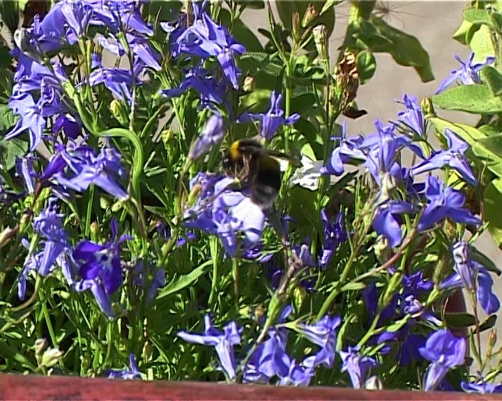 Медовый спас