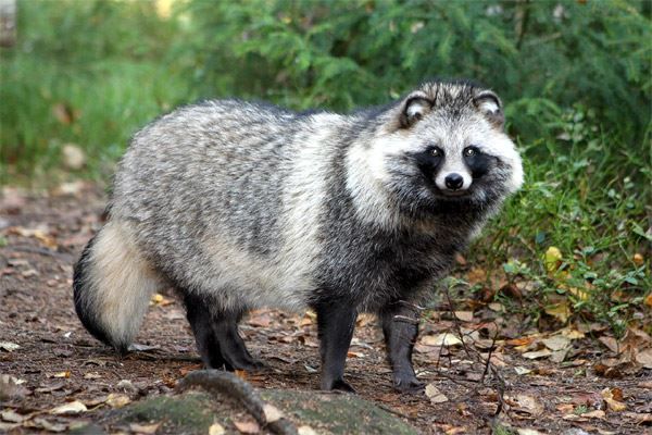 В Кировской области выявлено два новых случая бешенства среди диких животных.