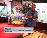 Зуб мамонта