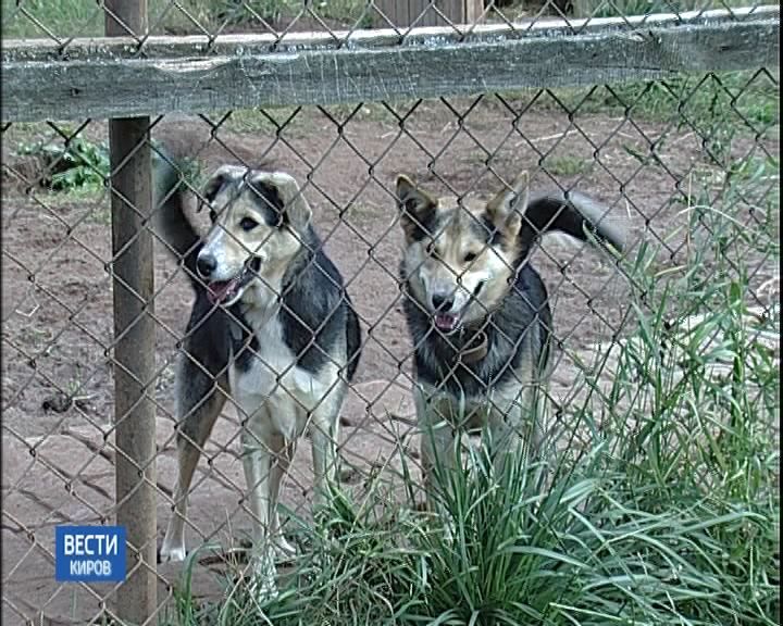 В Кирове открылся новый приют для бездомных собак