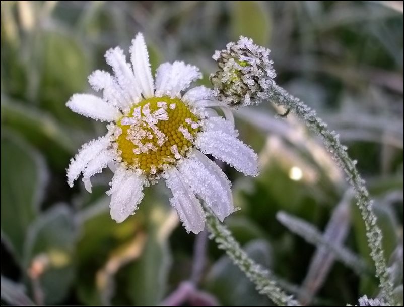 В Кировской области ожидаются заморозки.
