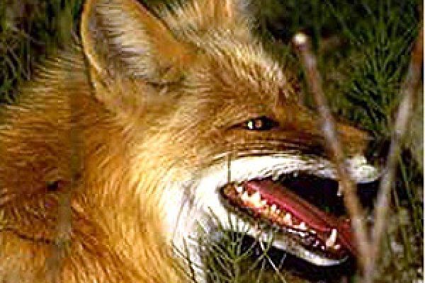 В Кировской области выявлены два новых случая бешенства.