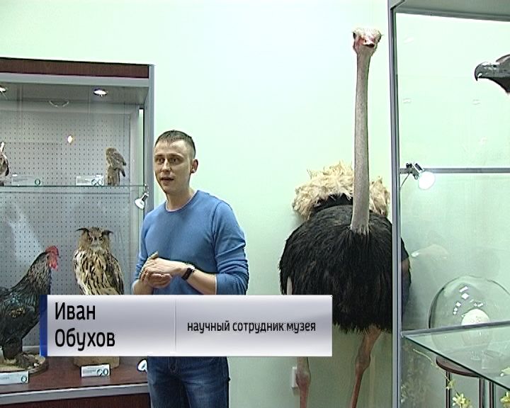 гиганты ледникового периода выставка мегатерий. выставка гигантов чита. выставка гигантов чита. интерактивная выставка драконы. выставка великанов пермь.