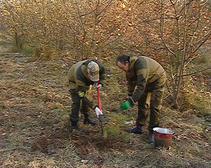 В кировском дендропарке заложили сосновую аллею