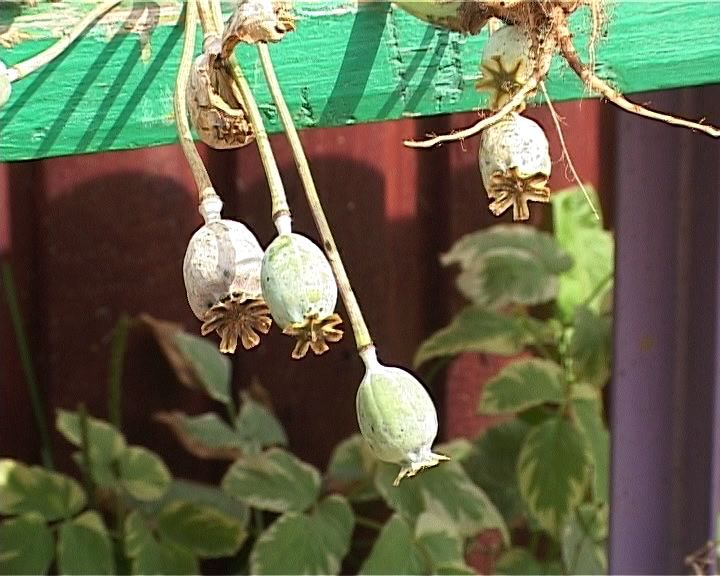 Житель Унинского района хранил 300 гр маковой соломки