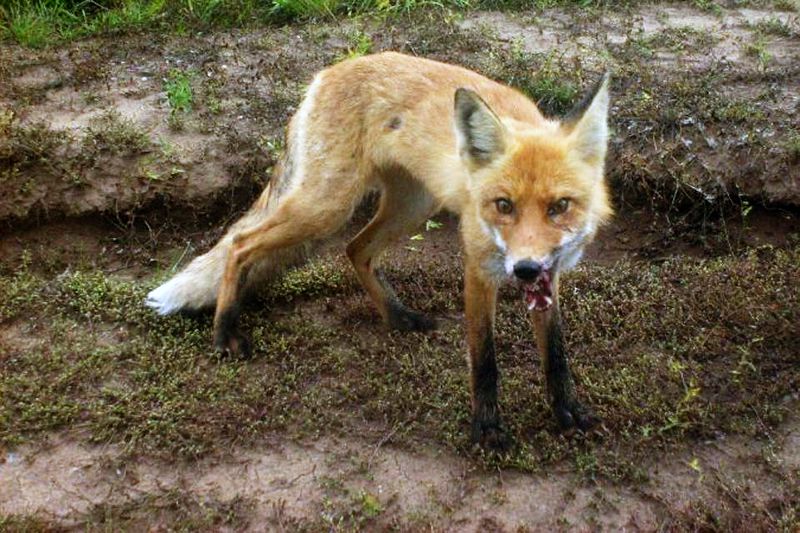В Кирово-Чепецком районе выявлен очередной случай бешенства.