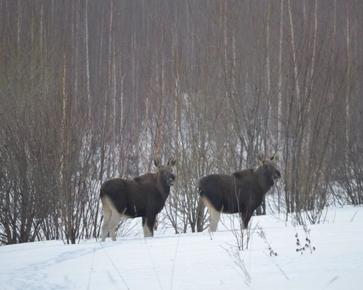 В регионе впервые создана оперативная антибраконьерская группа