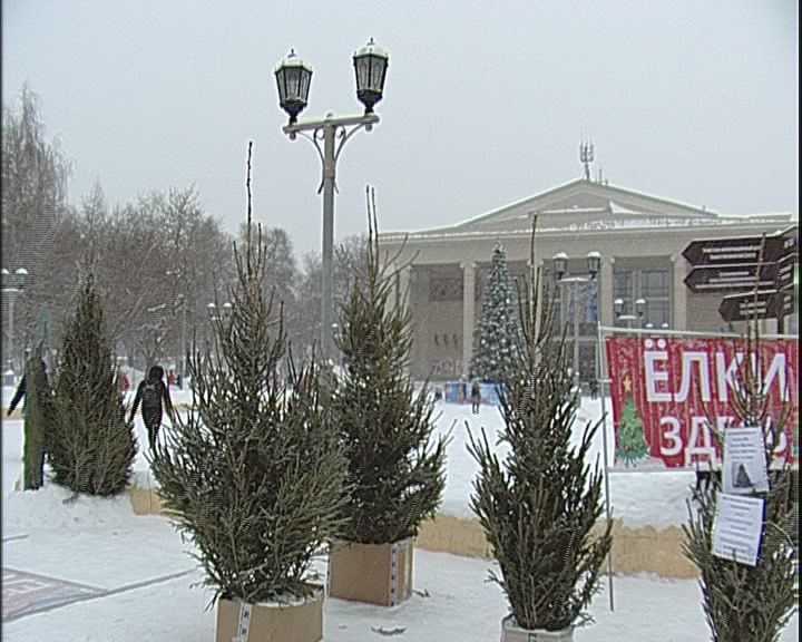 В Кирове начали работать елочные базары