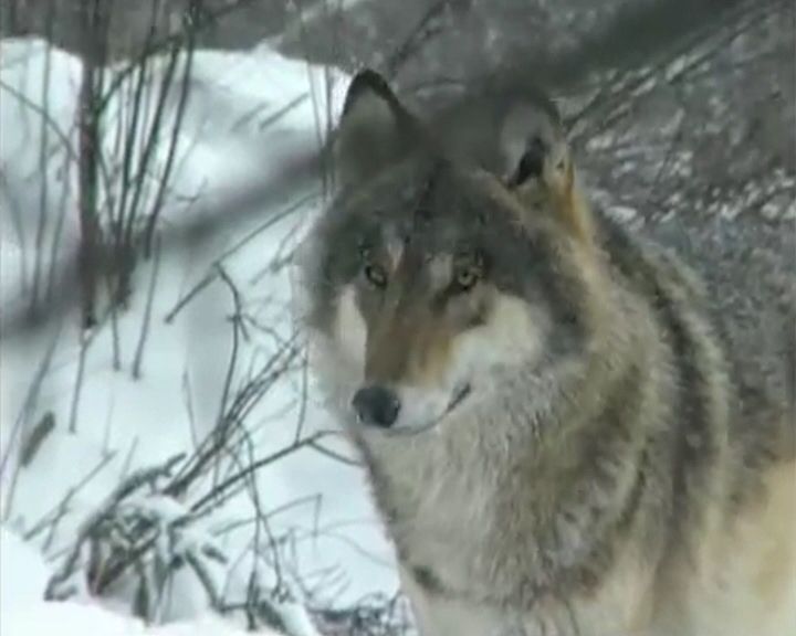 В Кировской области утверждён план по снижению численности волка