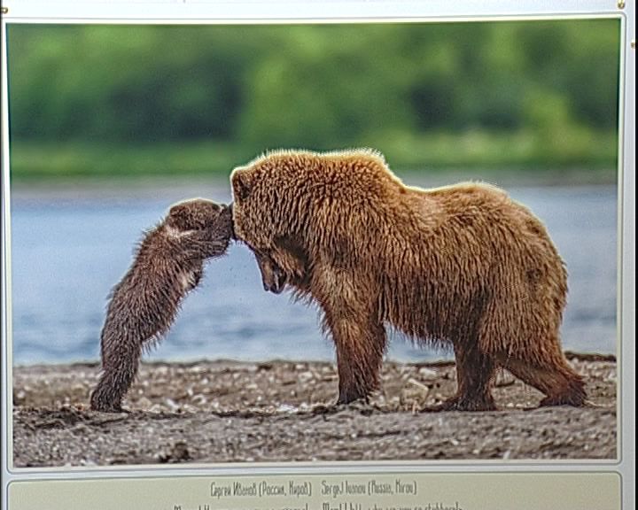 Материнство на снимках ведущих фотографов-анималистов