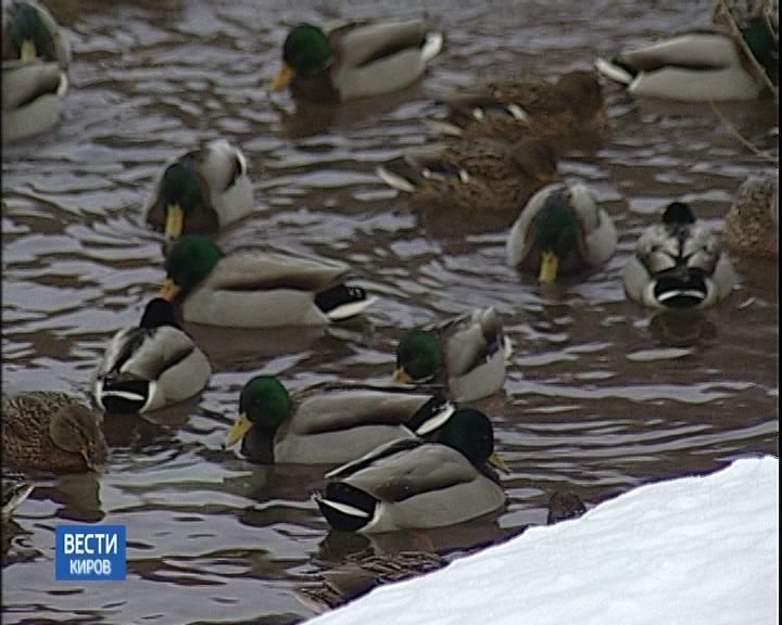 В Кирове прошла утиная перепись