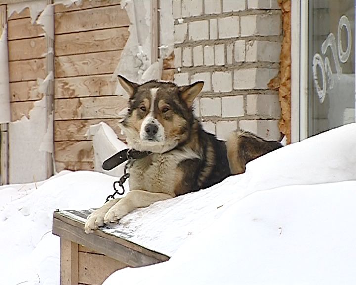 Приют бездомный пес красноярск. Собачий приют. Кировский приют крым. Приют для животных киров. Кировский приют для животных.