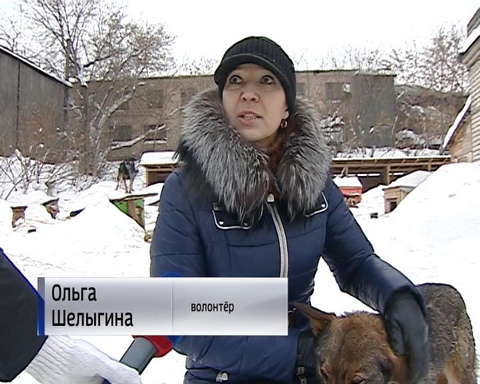 Приюту для животных требуется помощь неравнодушных людей