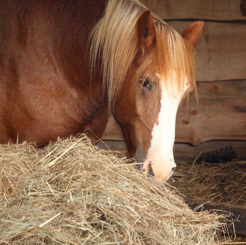 В Порошино арендатора конюшни оштрафовали за ущерб, нанесенный лесному фонду.