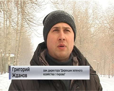 В Кирове сносят деревья, которые представляют опасность