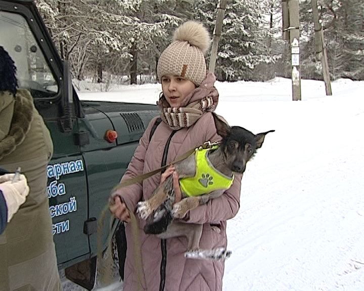 В Кирове продолжается добровольная вакцинация домашних животных от бешенства