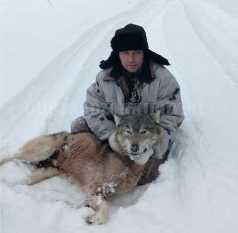 В Кировской области охотники добыли второго волка-меланиста.
