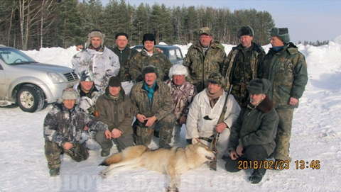 В Кировской области охотники добыли второго волка-меланиста.