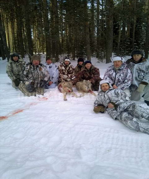 В Кировской области охотники добыли второго волка-меланиста.