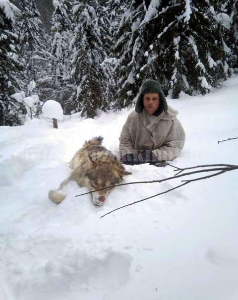 В Кировской области охотники добыли второго волка-меланиста.