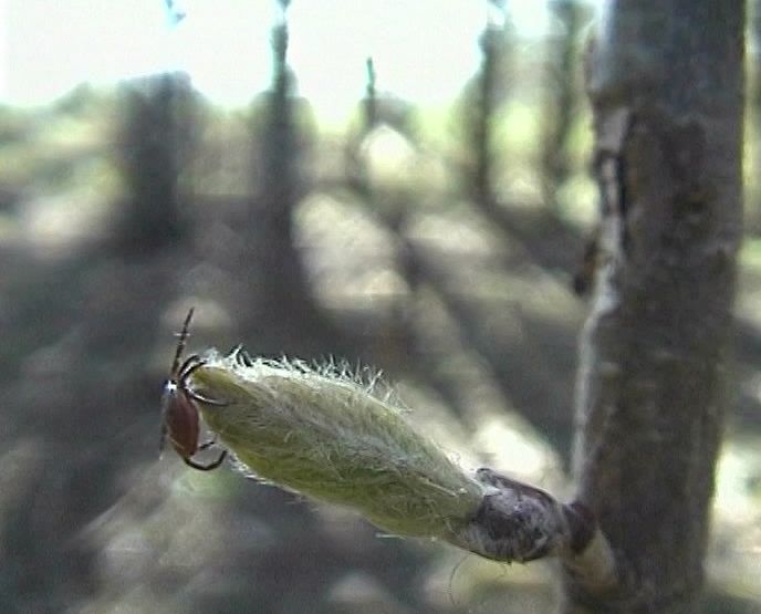 В области есть первый пострадавший от клещей