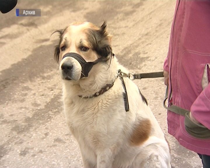 В Котельниче введен карантин по бешенству.