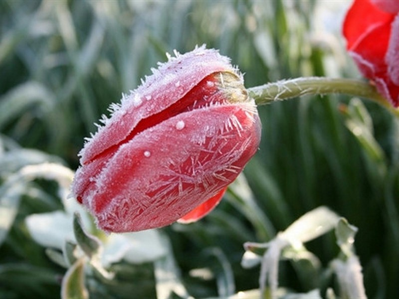 В Кировской области ожидаются заморозки.