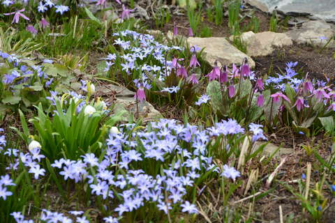 В Ботаническом саду Кирова распустились первоцветы.