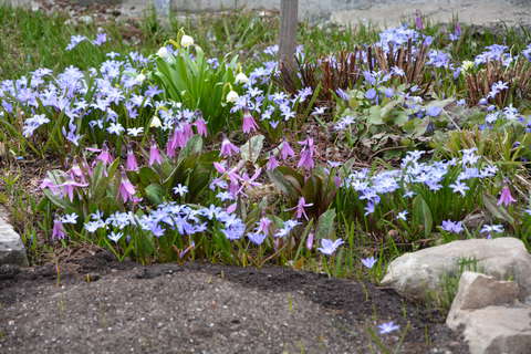 В Ботаническом саду Кирова распустились первоцветы.