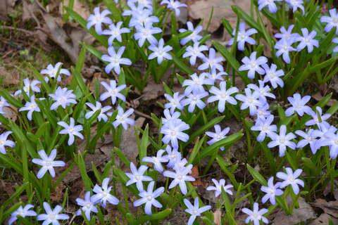 В Ботаническом саду Кирова распустились первоцветы.