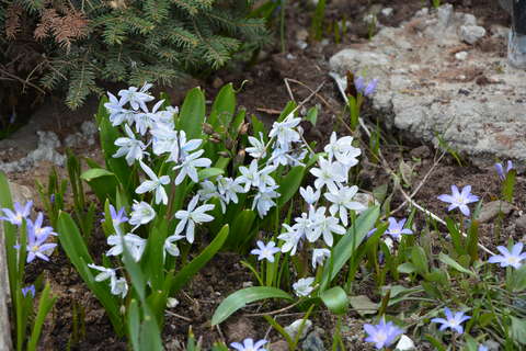 В Ботаническом саду Кирова распустились первоцветы.