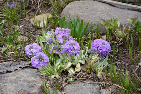 В Ботаническом саду Кирова распустились первоцветы.