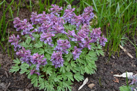 В Ботаническом саду Кирова распустились первоцветы.