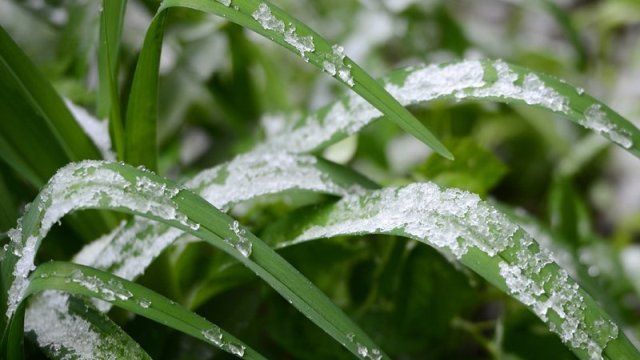 В Кировской области ожидаются заромозки.