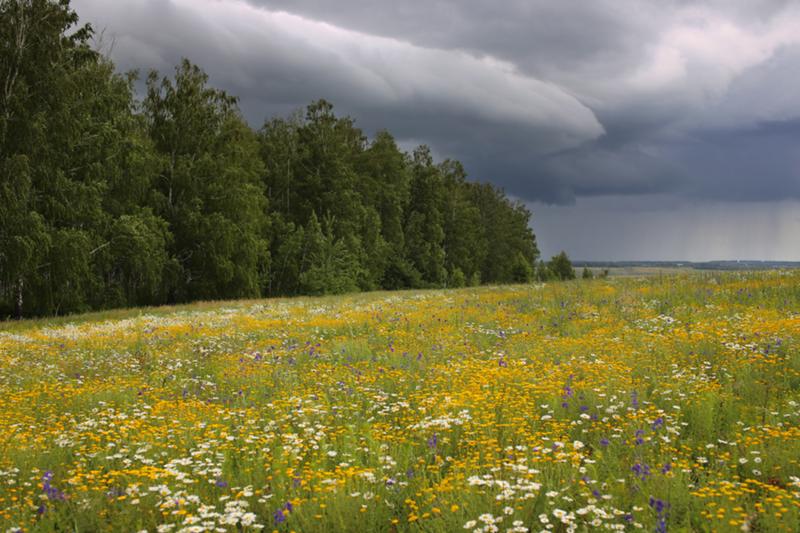 Вести. Киров 09.06.2018 (Россия-24)