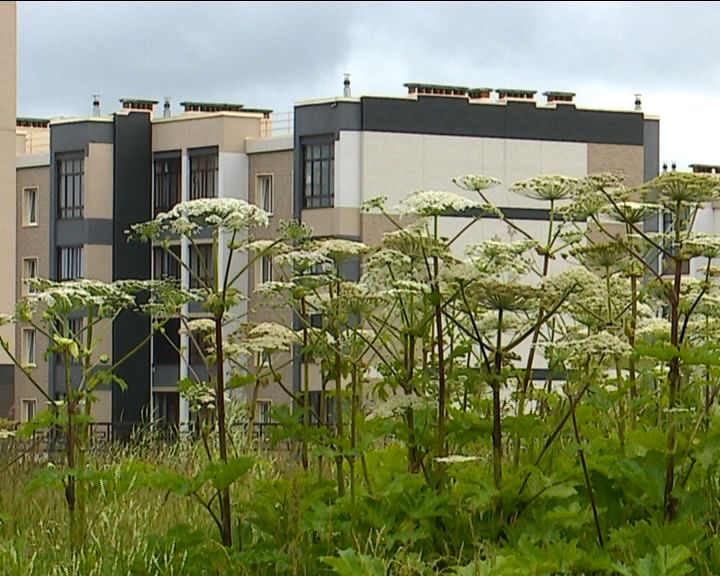 Борщевик все ближе подбирается к жилым кварталам Кирова