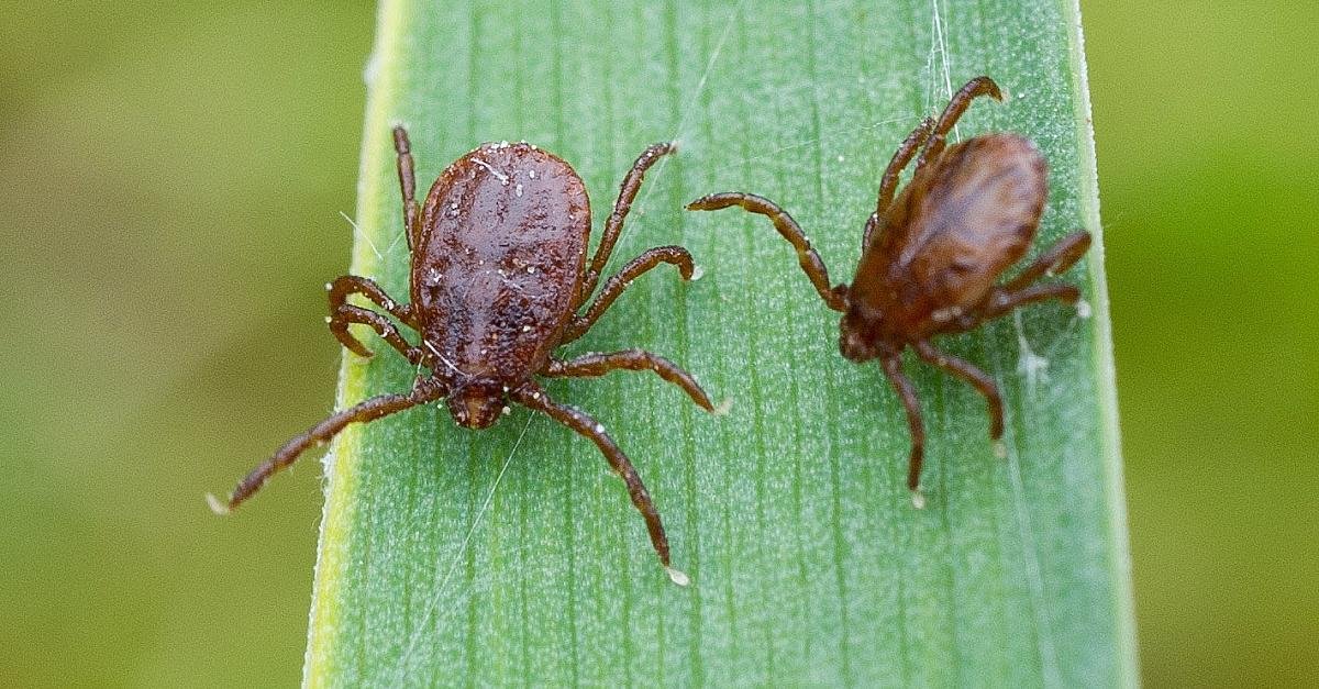 В Кировской области зарегистрирован 51 случай заболевания клещевым энцефалитом.