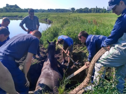 В Кирово-Чепецком районе пожарные спасли лошадь.