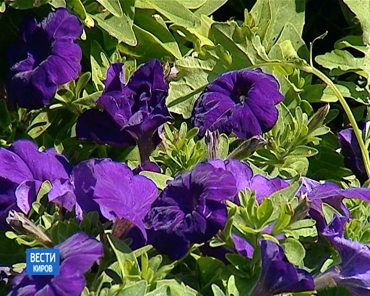 Благоустройство цветников и клумб в Кирове