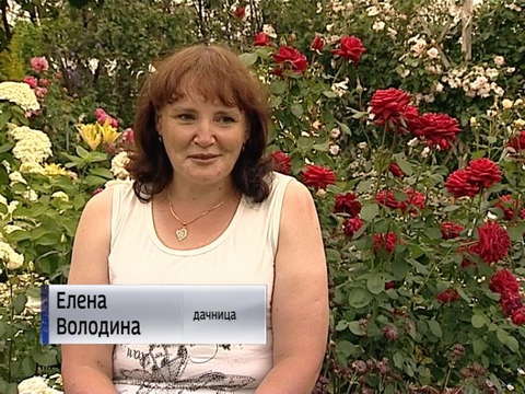 Жительница посёлка Гирсово вырастила почти 200 сортов роз