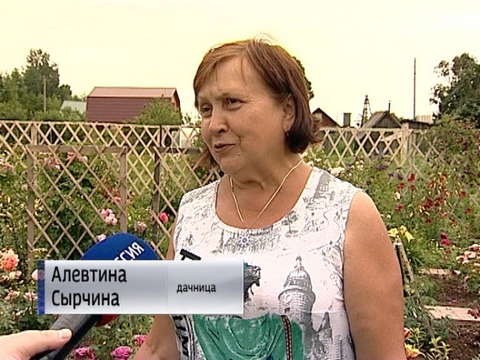 Жительница посёлка Гирсово вырастила почти 200 сортов роз