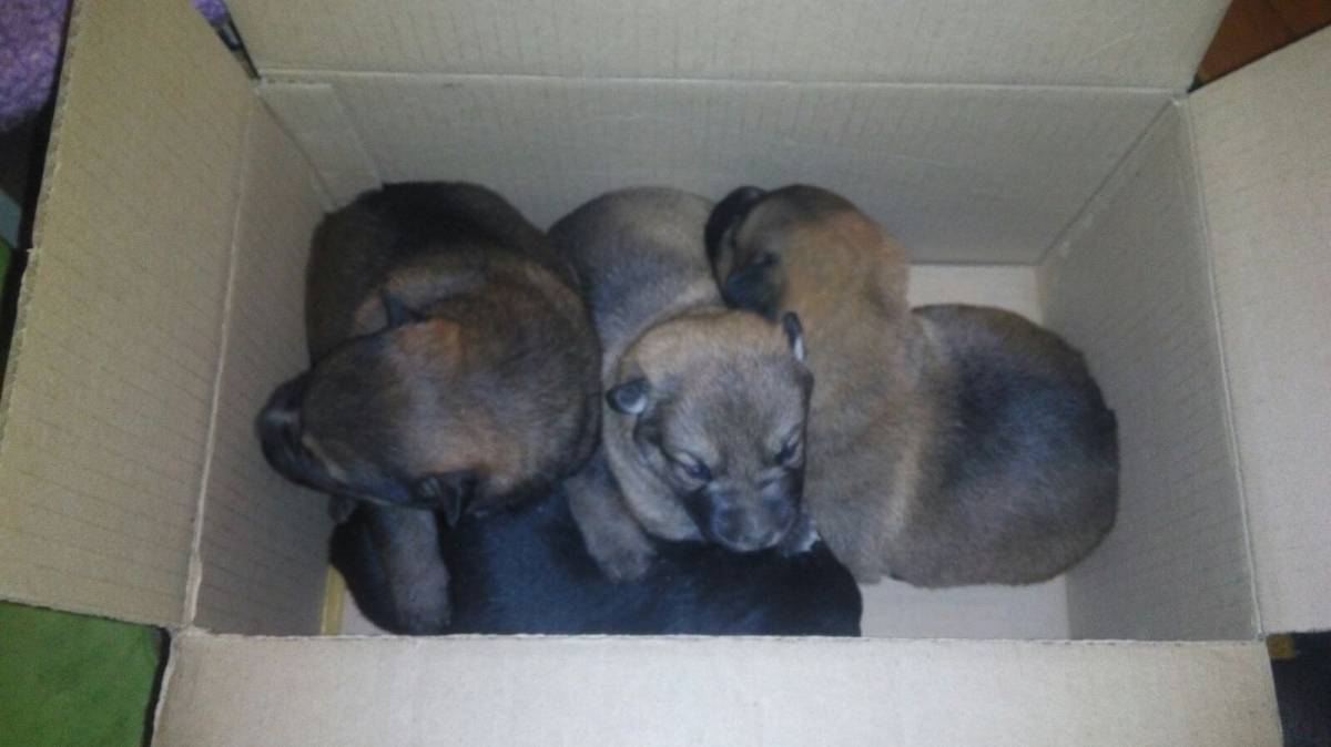 Кировчанин купил 