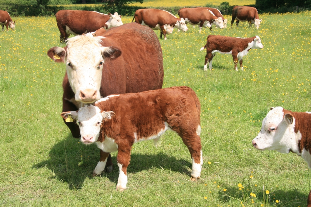 Вести. Кировская область 20.08.2018 (Россия-1)